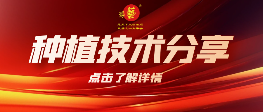 要想種出精品率高的胡蘿卜，這7點(diǎn)要注意！