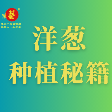 洋蔥種植秘籍：掌握這八點(diǎn)，種出優(yōu)質(zhì)洋蔥！
